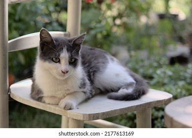 Tomcat lying on a chair