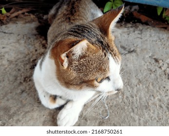 A Tomcat Is Stalking Prey