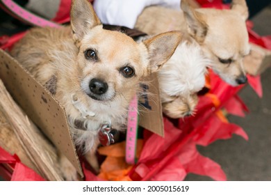 Tompkins Square Park Halloween Dog Parade. NYC, New York.