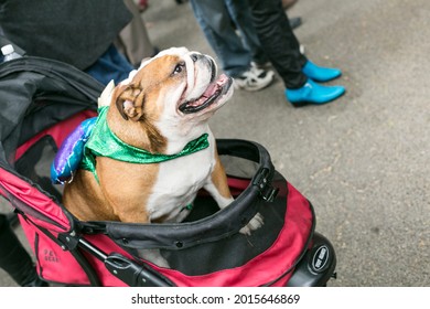 Tompkins Square Park Halloween Dog Parade. NYC, New York.