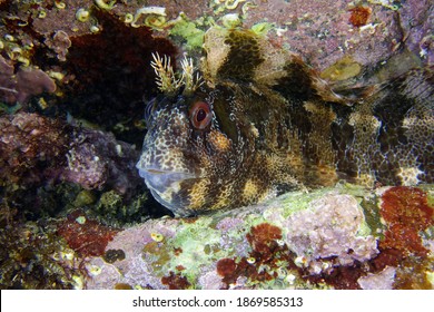 Tompot Blenny Parablennius Gattorugine Mediterranean Sea Stock Photo ...