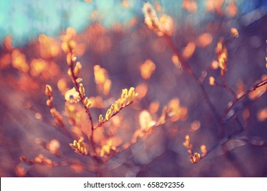 toned background spring tree branches with young leaves sun glare blur bokeh - Shutterstock ID 658292356