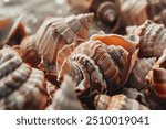 Toned image of many sea shells in pile. Lots of scallop seashells piled together background close up