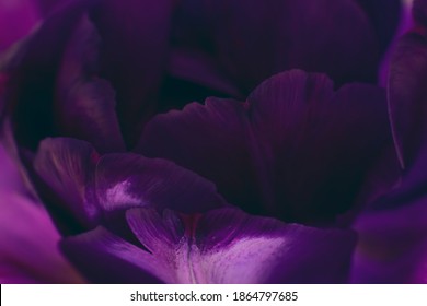 Toned macro photo of purple tulip flower petals. Botanical background