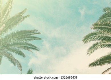 Toned photos of the palm trees, light green blue yellow, copy space for text, selective focus