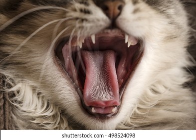  Tongue Of A Cat, Close-up, Macro