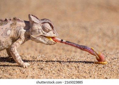 Tongue lashing Namaqua Chameleon in Namib desert Namibia