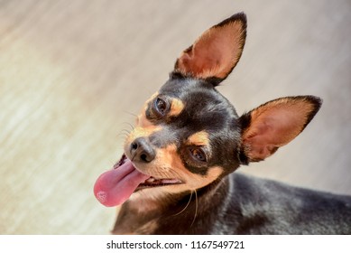 Tongue out chihuahua dog