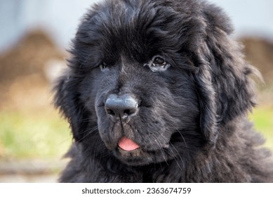 Tongue out newfoundland puppy close-up with blurred background