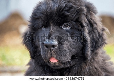 Tongue out newfoundland puppy close-up with blurred background