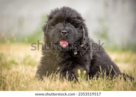 Tongue out newfoundland puppy in the grass with blurred background