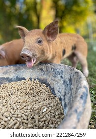 Tongue Out Piglet Eating Food