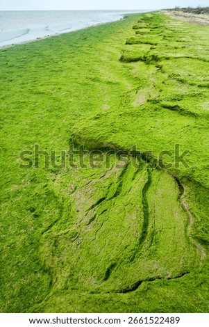 Tongue of shell-sand, sand spit with algae (Cladophora) shore. The ridge is covered with steppe vegetation. Winter Lagoon of Azov Sea.
