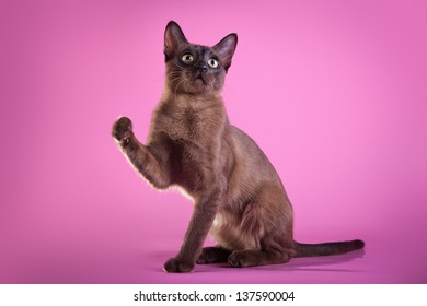 Tonkinese Cat