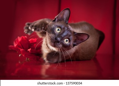 Tonkinese Cat