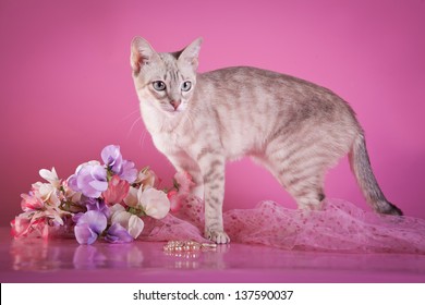 Tonkinese Cat