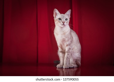 Tonkinese Cat