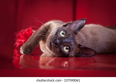 Tonkinese Cat