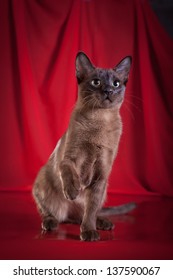 Tonkinese Cat