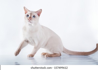 Tonkinese Cat