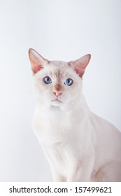 Tonkinese Cat