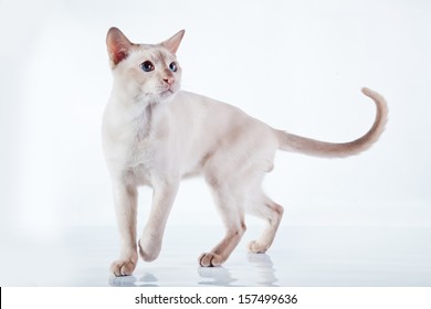 Tonkinese Cat