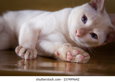 Tonkinese Cat