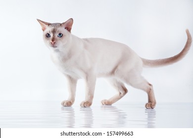 Tonkinese Cat