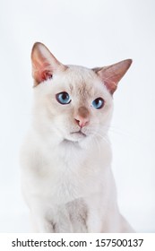 Tonkinese Cat