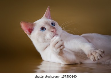 Tonkinese Cat