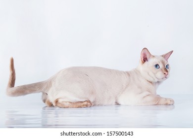 Tonkinese Cat