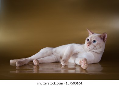 Tonkinese Cat