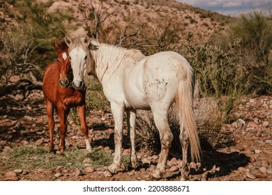 Tonto National Forest Salt Creek Wild Horses