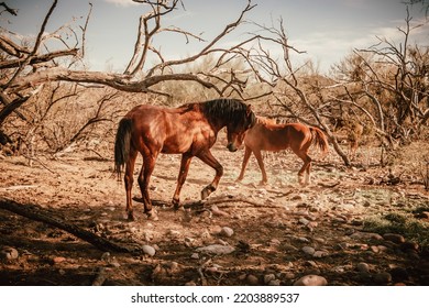 Tonto National Forest Wild Stallion Horse