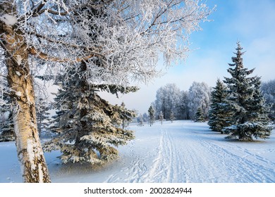 The Tony Knowles Coastal Trail in Anchorage, Alaska, with cross country ski tracks, winds through hoar frost covered trees on a winter day with blue sky in the background.