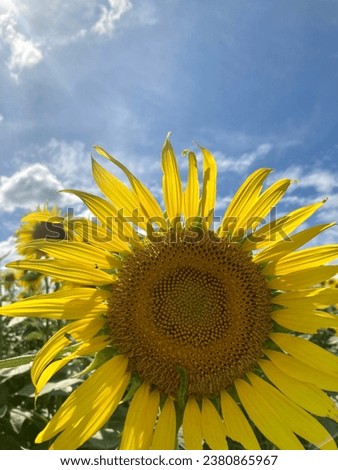 Similar – Image, Stock Photo sunny day Environment