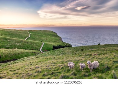 I took this shot in Christchurch New Zealand when trekking along the coastline.  It was approaching sunset and the sky is so vibrant and beautiful. Three cute young lambs follows their mother sheep.