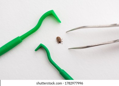 Tool For Pulling Out The Tick Lying On A White Background, Dangerous, Blood-sucking Insect, Grey Tick Full Of Blood Located Between The Blades And Tweezers For Pulling Out Ticks