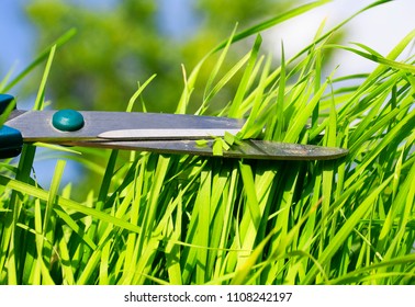 Tool Sharp Scissors Cut The Lush Green Grass In The Garden Vesen'