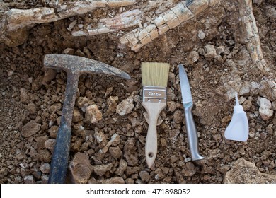 Tools For Dig Fossil Skeleton