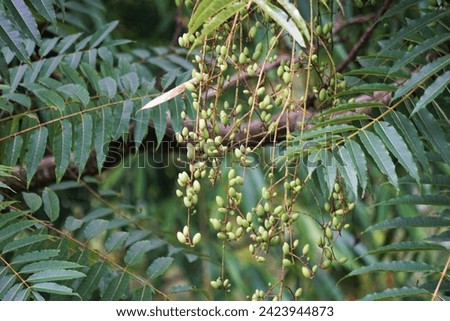 Toona sinensis (Chinese mahogany, Chinese cedar, Chinese toon, beef plant, onion plant, red toon). Toona sinensis are beneficial for digestion and cough problems, and can help to stop bleeding