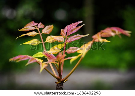 Toona sinensis 'Flamingo' tree - Chinese mahogany or Chinese cedar, family: Meliaceae, macro shot