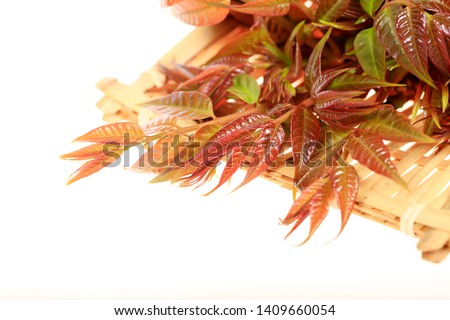 The Toona sinensis，A white background