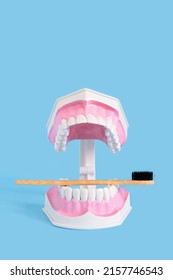 Tooth Clear In Jaw With Bamboo Toothbrush In Blue Background. Health Education, Professional Oral Hygiene. Teeth Cleaning. Caries Prevention. Dental Care. Vertical