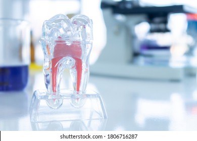 A Tooth structure model for Education on the table in the modern dental laboratory. Healthcare and medical science research. Innovative dental treatment and diagnostics concept.