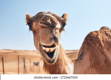 14,845 Camel Funny Images, Stock Photos & Vectors | Shutterstock