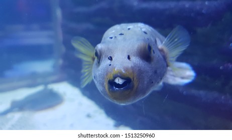 Toothy Ugly Fish Aquarium Stock Photo (Edit Now) 1513250960