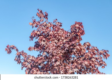 Top Of Acer Platanoides Crimson Sentry.