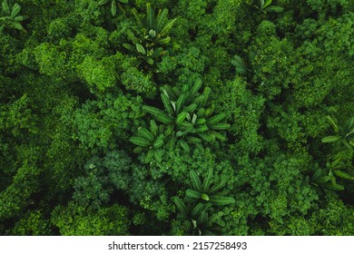 Top Aerial And Overhead View Of Dense Forest With Multiple Fruits And Vegetable Tress And Fresh And Green Leaves Of Papaya And Banana Fruit