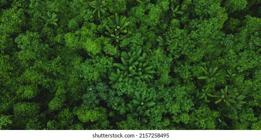 Top Aerial And Overhead View Of Dense Forest With Multiple Fruits And Vegetable Tress And Fresh And Green Leaves Of Papaya And Banana Fruit